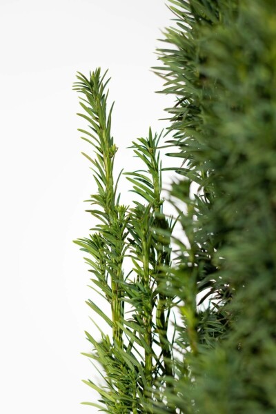 If / Taxus Baccata Fastigiata Robusta 80-100 cm
