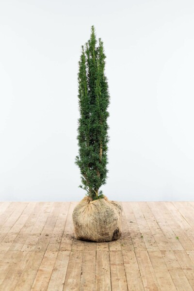 If / Taxus Baccata Fastigiata Robusta 100-120 cm