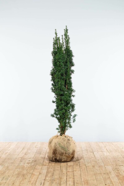 If / Taxus Baccata Fastigiata Robusta 120-140 cm