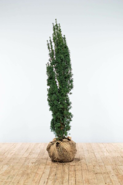 If / Taxus Baccata Fastigiata Robusta 140-160 cm