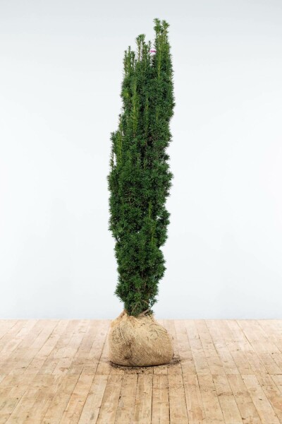 If / Taxus Baccata Fastigiata Robusta 160-180 cm