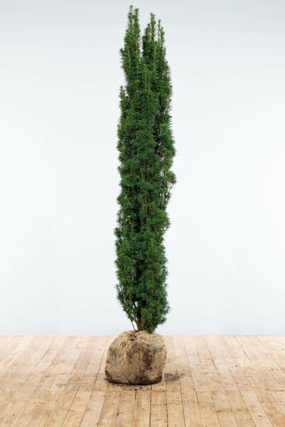 If / Taxus Baccata Fastigiata Robusta 180-200 cm