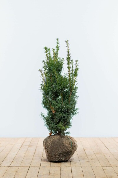 If Hybride / Taxus Media Hicksii 60-80 cm