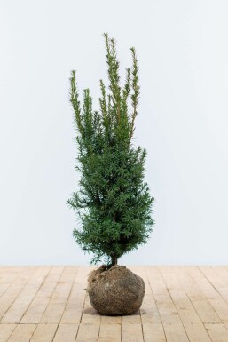 If Hybride / Taxus Media Hicksii 80-100 cm