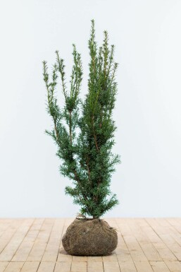 If hybride Taxus × media 'Hicksii' Haie 100-120 Motte If Hybride / Taxus Media Hicksii 100-120 cm