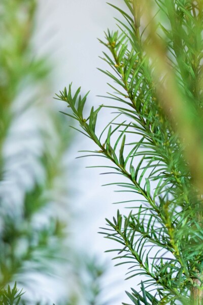 If Hybride / Taxus Media Hicksii 100-120 cm