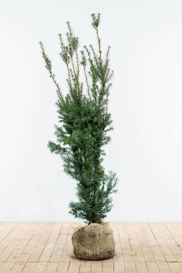 If Hybride / Taxus Media Hicksii 120-140 cm