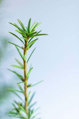 If Hybride / Taxus Media Hicksii 120-140 cm