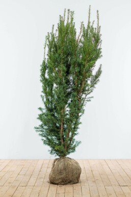 If Hybride / Taxus Media Hicksii 140-160 cm