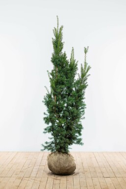 If Hybride / Taxus Media Hicksii