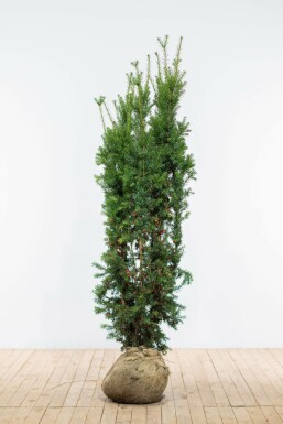 If Hybride / Taxus Media Hicksii 180-200 cm