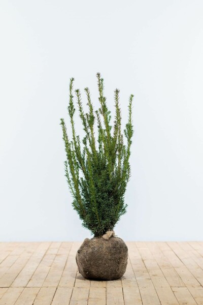 If Hybride / Taxus Media Hillii 80-100 cm