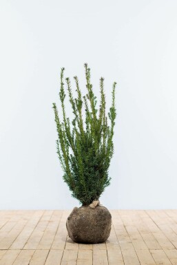 If Hybride / Taxus Media Hillii 80-100 cm