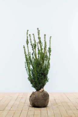 If Hybride / Taxus Media Hillii