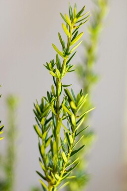 If Hybride / Taxus Media Hillii 80-100 cm