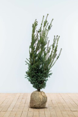 If Hybride / Taxus Media Hillii 100-120 cm