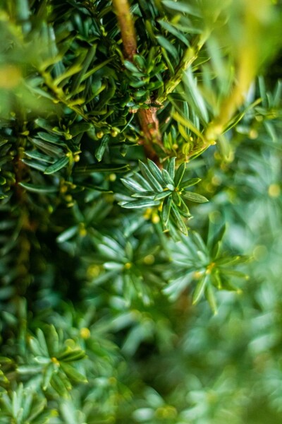 If Hybride / Taxus Media Hillii 100-120 cm