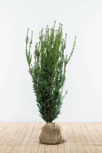 If Hybride / Taxus Media Hillii 120-140 cm