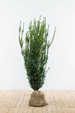 If Hybride / Taxus Media Hillii 120-140 cm