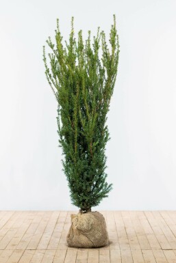 If Hybride / Taxus Media Hillii 140-160 cm