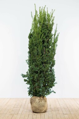 If Hybride / Taxus Media Hillii 160-180 cm