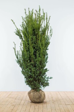 If Hybride / Taxus Media Hillii 180-200 cm
