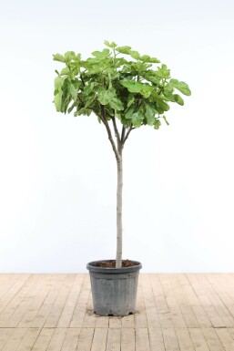 Figuier / Ficus Carica Sur tige/stipe/tronc 80-100 cm