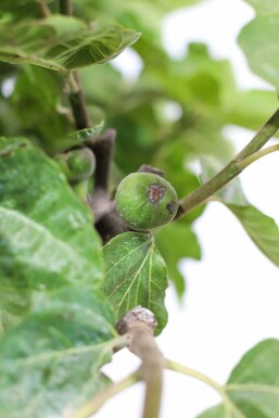 Figuier / Ficus Carica Sur tige/stipe/tronc 80-100 cm