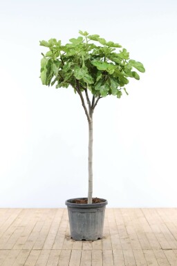 Figuier d'Europe Ficus carica Sur tige 20-30 175-200 Pot
