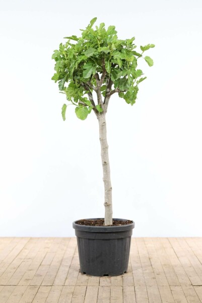 Figuier / Ficus Carica Sur tige/stipe/tronc 175-200 cm