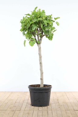Figuier d'Europe Ficus carica Sur tige 30-40 175-200 Pot Figuier / Ficus Carica Sur tige/stipe/tronc 175-200 cm