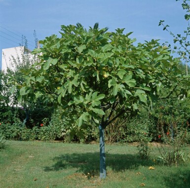 Figuier d'Europe Ficus carica Sur tige 40-50 175-200 Pot