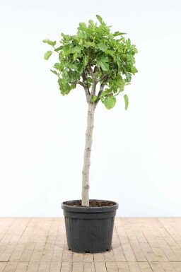 Figuier / Ficus Carica Sur tige/stipe/tronc 175-200 cm