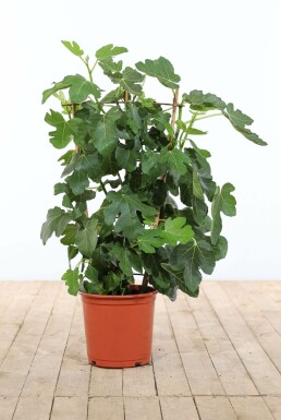 Figuier / Ficus Carica Support 100-120 cm