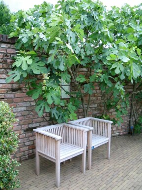 Figuier / Ficus Carica Support 100-120 cm