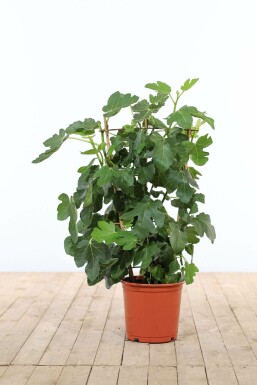Figuier d'Europe Ficus carica Support 70-80 Pot Figuier / Ficus Carica Support 70-80 cm