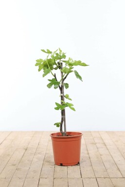 Figuier / Ficus Carica Bâton 40-60 cm
