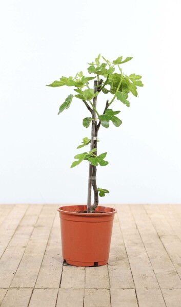 Figuier / Ficus Carica Bâton 60-80 cm