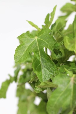 Figuier / Ficus Carica Bâton 60-80 cm