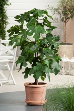 Figuier / Ficus Carica Bâton 60-80 cm