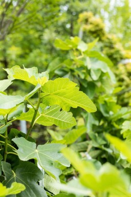 Figuier / Ficus Carica Bâton 60-80 cm