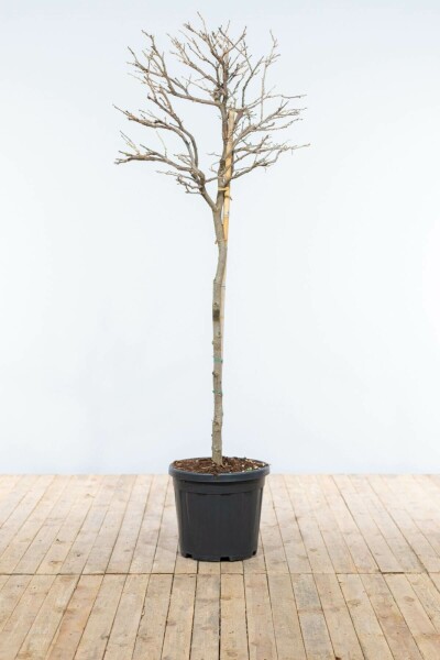 Glycine de Chine / Wisteria Sinensis Sur tige/stipe/tronc 120-140 cm