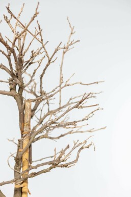 Glycine de Chine / Wisteria Sinensis Sur tige/stipe/tronc 120-140 cm
