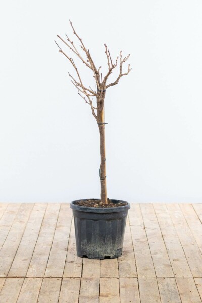 Glycine de Chine / Wisteria Sinensis Sur tige/stipe/tronc 40-60 cm