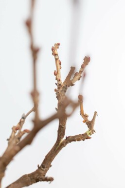 Glycine de Chine / Wisteria Sinensis Sur tige/stipe/tronc 40-60 cm