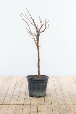 Glycine de Chine / Wisteria Sinensis Sur tige/stipe/tronc 80-100 cm