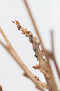 Glycine de Chine / Wisteria Sinensis Sur tige/stipe/tronc 80-100 cm