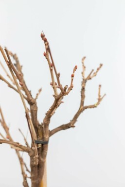 Glycine de Chine / Wisteria Sinensis Sur tige/stipe/tronc 80-100 cm