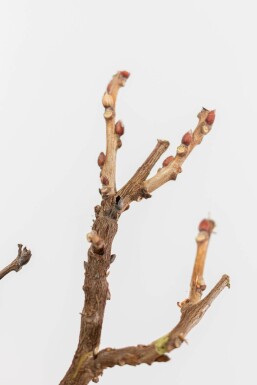Glycine de Chine / Wisteria Sinensis Sur tige/stipe/tronc 80-100 cm