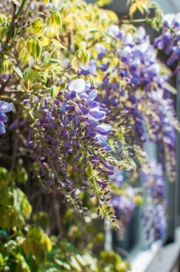 Glycine de Chine Wisteria sinensis Bâton 120-140 Pot